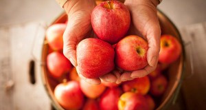 Польша раздает яблоки, попавшие под эмбарго