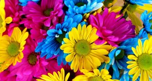 К 1 сентября в Калининграде откроется 78 дополнительных точек продажи цветов