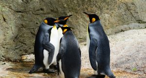 В зоопарке Калининграда хотят поселить пингвинов