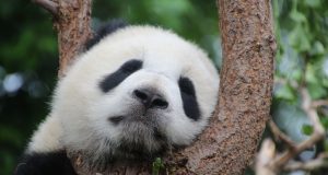 Панды больше не считаются вымирающим видом животных
