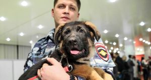 Полицейского пса Добрыню запечатлели на почтовой марке