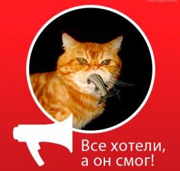 Главный кот страны может переехать в Тольятти