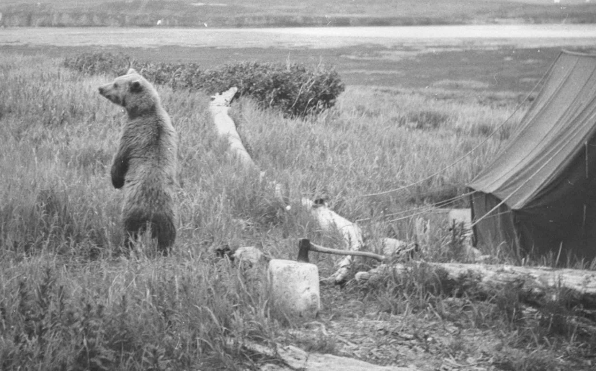 Bear_in_camp_old_photography
