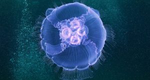 У берегов Владивостока активизировались медузы