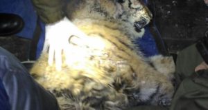 Тигренка, раненого в лесу Приморья, прооперируют
