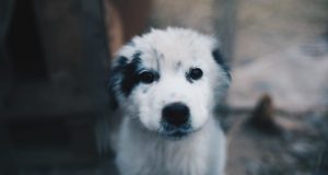 В Воронеже пройдет выставка с фотографиями бездомных собак