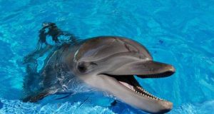 Условия в передвижном дельфинарии в Воронеже признали хорошими