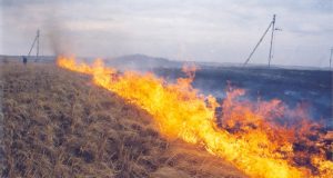 В Воронеже начались ландшафтные пожары: видео